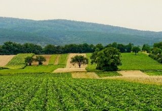 Pesticides et cancers : une couverture médiatique trompeuse