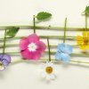 Et si les plantes n'étaient pas aussi sourdes que leurs pots ?