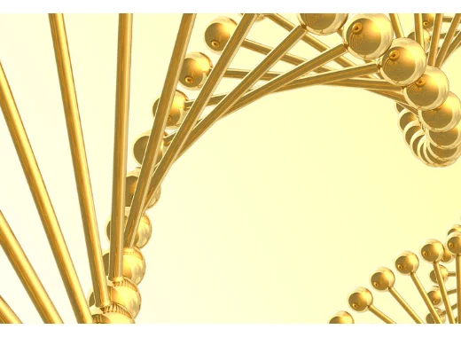 Contrôle (épi)génétique du déterminisme du sexe : le fer a son mot à dire