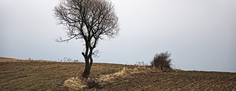L'impact de l'agriculture biologique sur la biodiversité