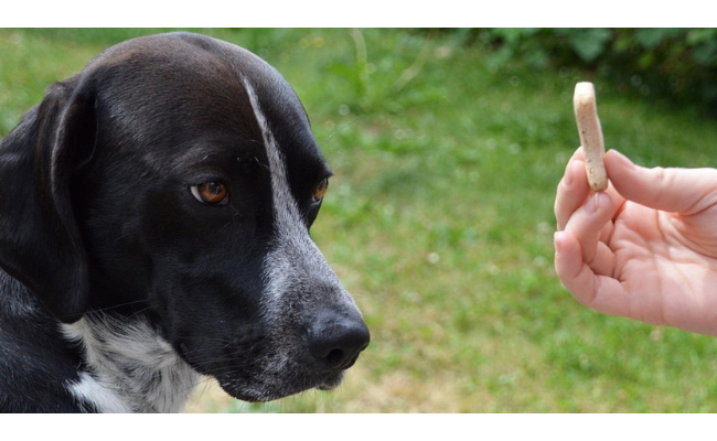 Récompenses et punitions en psychologie comportementale