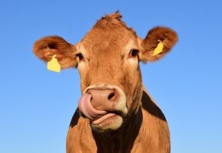 La vache et l'homéopathe
