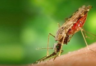 DDT et paludisme : une nouvelle réécriture de l'histoire