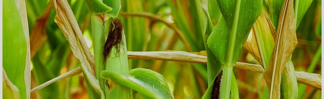Food Evolution : la censure l'emporte contre le débat