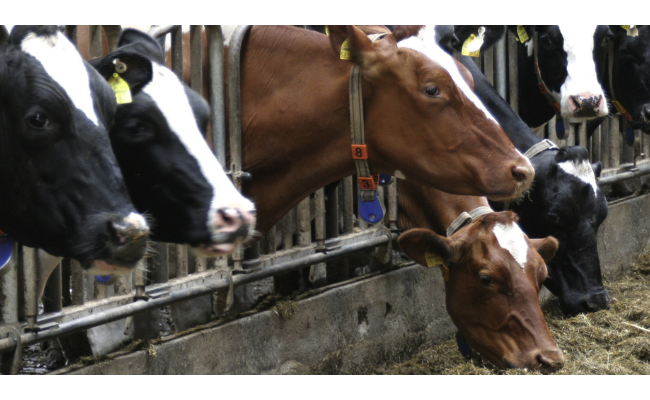L'épidémie de dermatose nodulaire contagieuse bovine : ce qu'il faut savoir