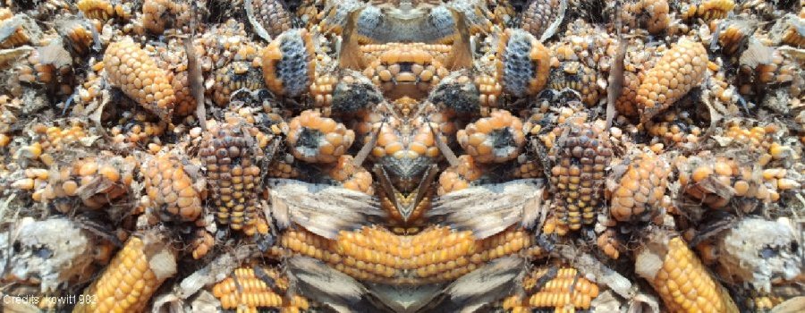 Comment prévenir le risque de mycotoxines dans la production agricole ?