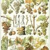 Biotechnologies végétales et biodiversité