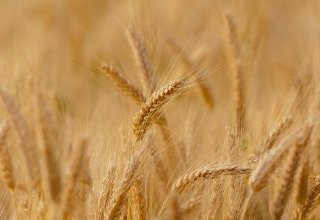 La principale variété de blé « bio » serait-elle génétiquement modifiée ?