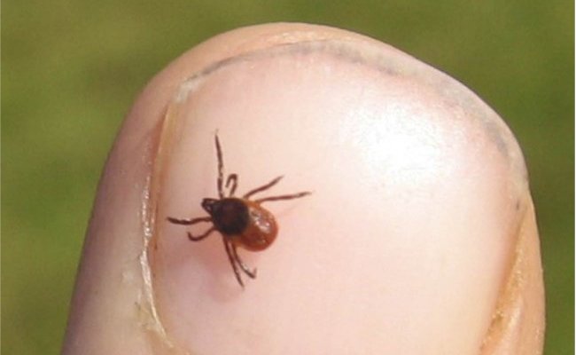 Un appel des directeurs des Centres Nationaux de Référence (CNR) en soutien du CNR des Borrelia