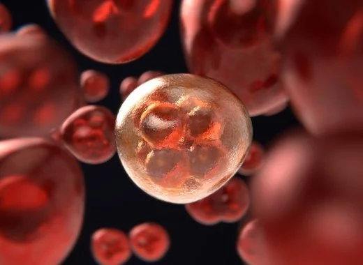 Un organisme artificiel pour étudier la division cellulaire