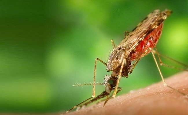 DDT et paludisme : une nouvelle réécriture de l'histoire