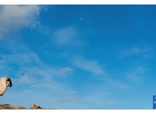 [Lyon - Vendredi 07 novembre à 19h30] Sensibilité et conscience animale