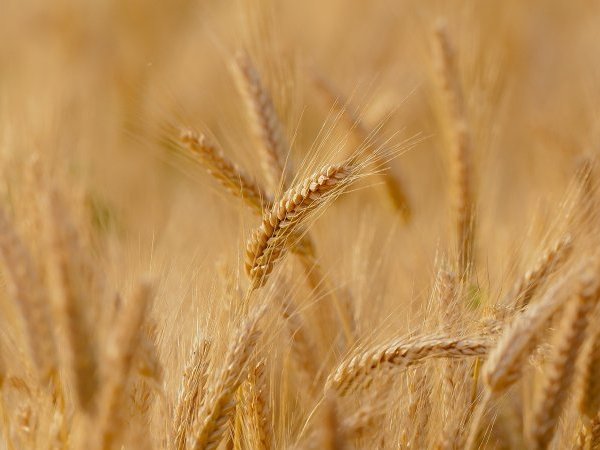 La principale variété de blé « bio » serait-elle génétiquement modifiée ?