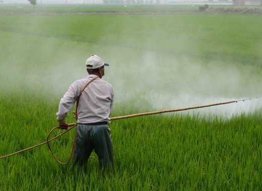 Les pesticides, une menace pour la biodiversité terrestre