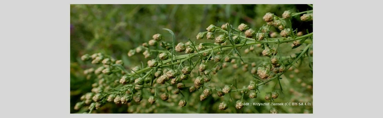 Artemisia annua, l'actrice, le professeur et le paludisme