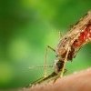 DDT et paludisme : une nouvelle réécriture de l'histoire