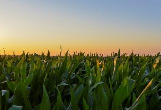 Les plantes génétiquement modifiées, l'alimentation et la santé