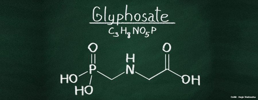 Toxicocinétique et glyphosate