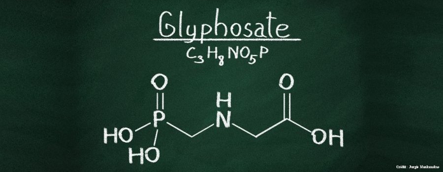 Toxicocinétique et glyphosate