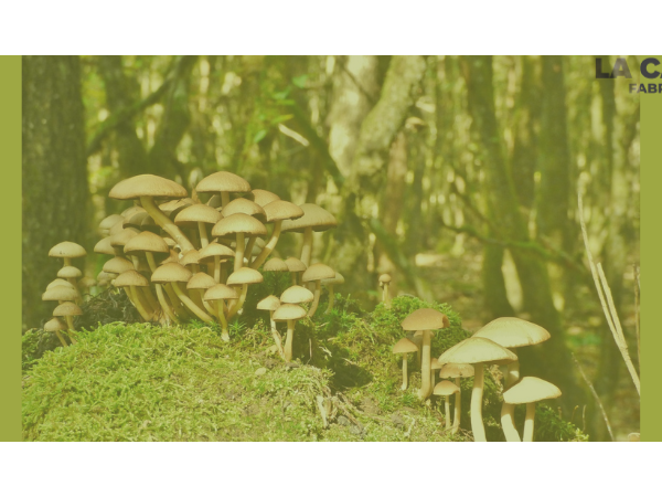 [Grenoble - mardi 14 novembre 2024 de 18h30 à 20h30] Champignons, cultures, territoires et dialectes