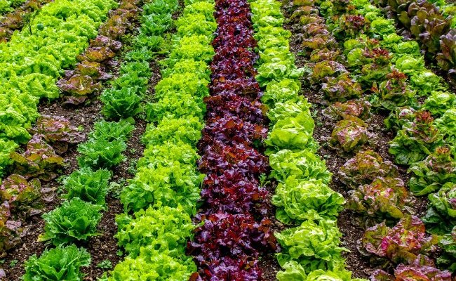Que penser de l'agriculture biologique et des aliments Bio ?