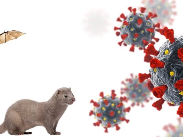 Covid-19 et monde animal, d'une origine encore mystérieuse vers un futur toujours incertain