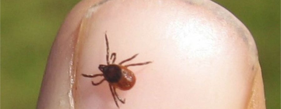 Un appel des directeurs des Centres Nationaux de Référence (CNR) en soutien du CNR des Borrelia