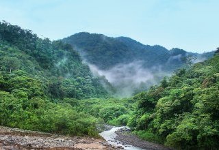 Forêt tropicale, forêt boréale : un impact opposé sur le climat