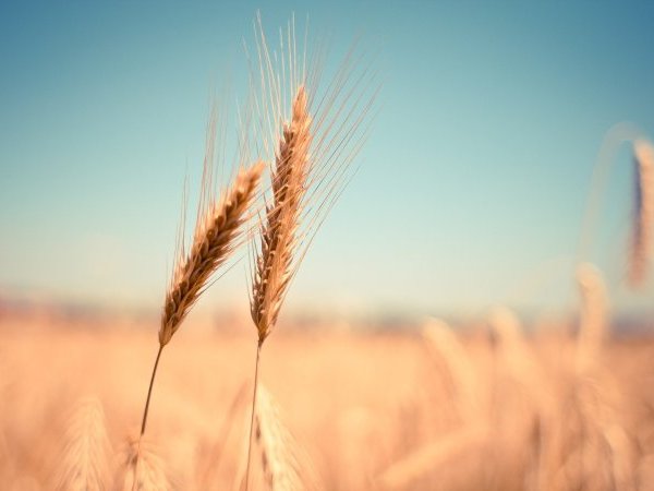 [Mardi 1er juin 2021 - webconférence] Et l'Homme créa les plantes (pour mieux se nourrir)