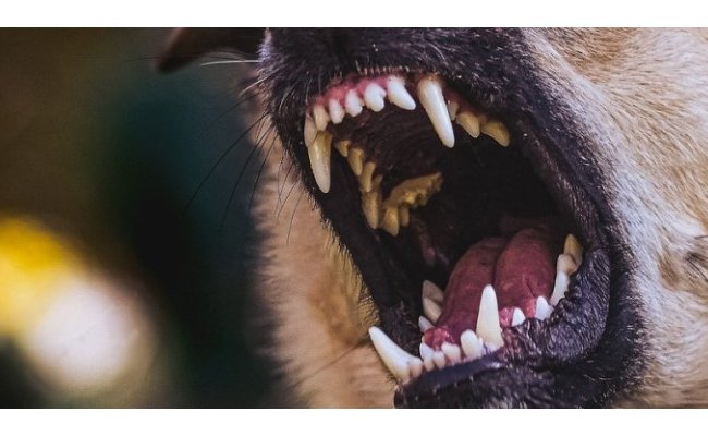 Risque de morsure de chien, ou le retour de la science