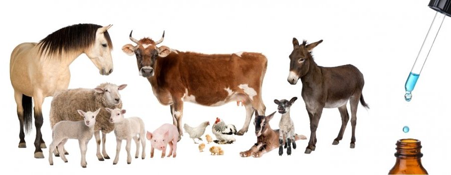 Veau, vache, cochon, couvée et remèdes homéopathiques