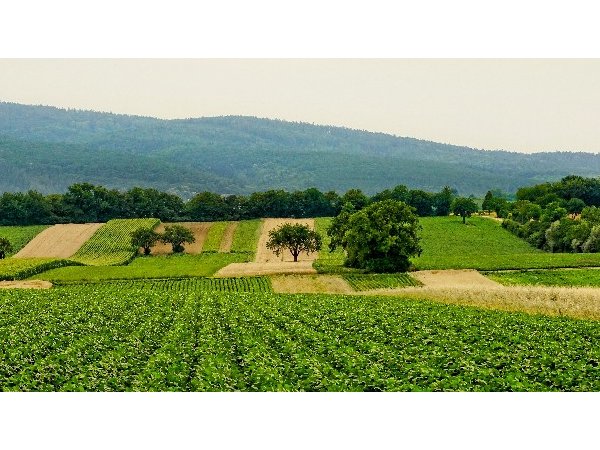 Pesticides et cancers : une couverture médiatique trompeuse