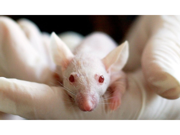 Se passer de l'expérimentation animale ? 