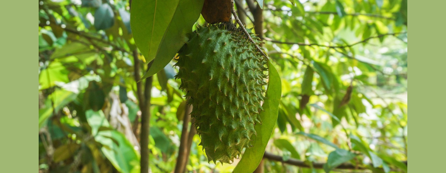 Le corossol : une plante « 10 000 fois plus puissante que la chimiothérapie » ?