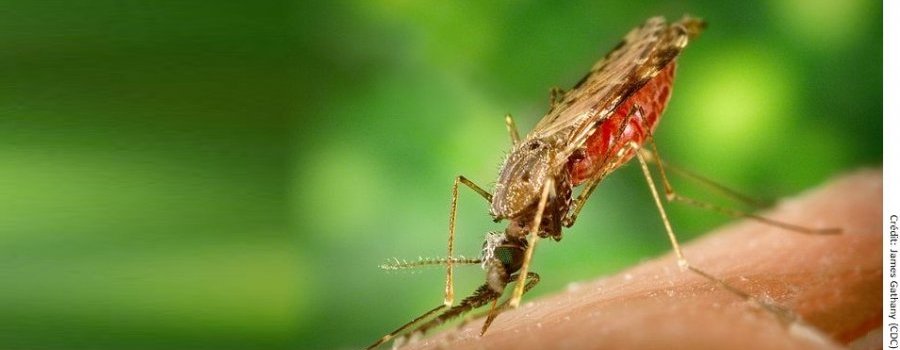 DDT et paludisme : une nouvelle réécriture de l'histoire