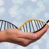Désactiver CRISPR-Cas9 pour étudier la fonction des gènes : la méthode CRISPRi