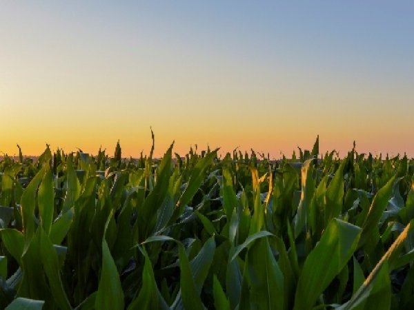 Les plantes génétiquement modifiées, l'alimentation et la santé