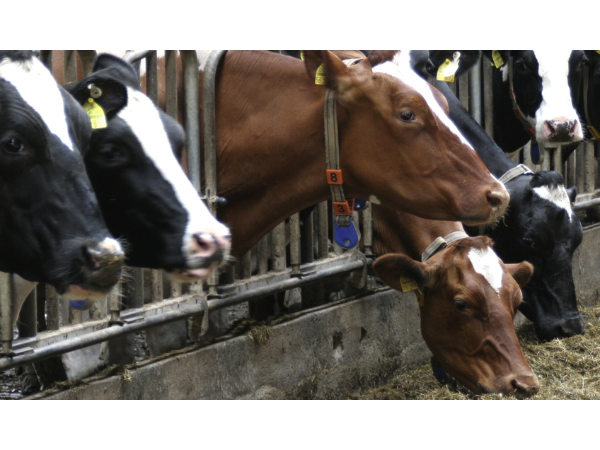 L'épidémie de dermatose nodulaire contagieuse bovine : ce qu'il faut savoir